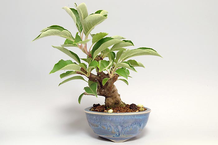 ヒメリンゴQ-2（ひめりんご・姫林檎）実もの盆栽の販売と育て方・作り方・Malus prunifolia bonsai photo