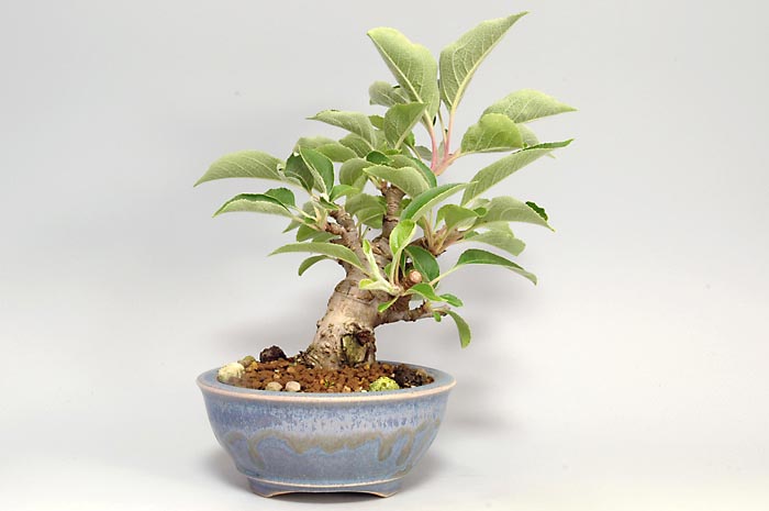 ヒメリンゴQ-2（ひめりんご・姫林檎）実もの盆栽を裏側から見た景色・Malus prunifolia bonsai photo