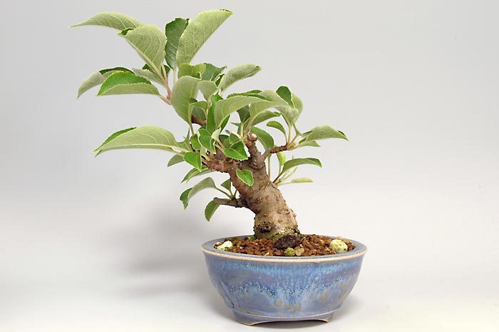 ヒメリンゴQ-2（ひめりんご・姫林檎）実もの盆栽を右側から見た景色・Malus prunifolia bonsai photo