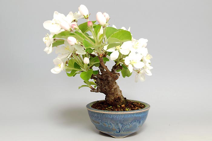 ヒメリンゴQ-3（ひめりんご・姫林檎）実もの盆栽の販売と育て方・作り方・Malus prunifolia bonsai photo