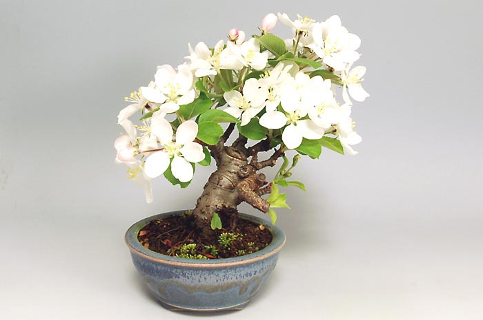 ヒメリンゴQ-3（ひめりんご・姫林檎）実もの盆栽を裏側から見た景色・Malus prunifolia bonsai photo