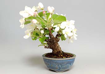 ヒメリンゴQ（ひめりんご・姫林檎）ミニ盆栽の成長記録-3・Malus prunifolia bonsai