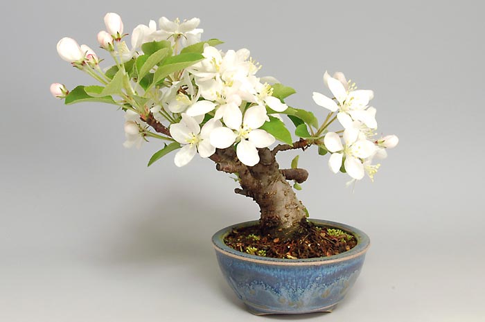 ヒメリンゴQ-3（ひめりんご・姫林檎）実もの盆栽を右側から見た景色・Malus prunifolia bonsai photo