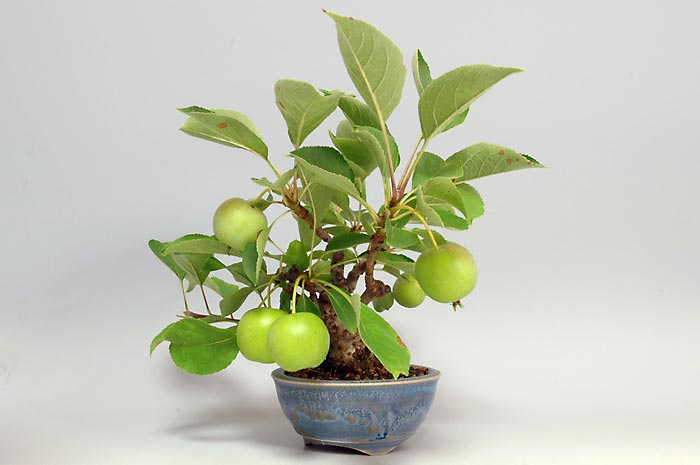 ヒメリンゴQ-4（ひめりんご・姫林檎）実もの盆栽の販売と育て方・作り方・Malus prunifolia bonsai photo