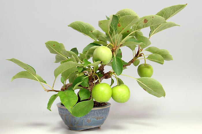 ヒメリンゴQ-4（ひめりんご・姫林檎）実もの盆栽を左側から見た景色・Malus prunifolia bonsai photo