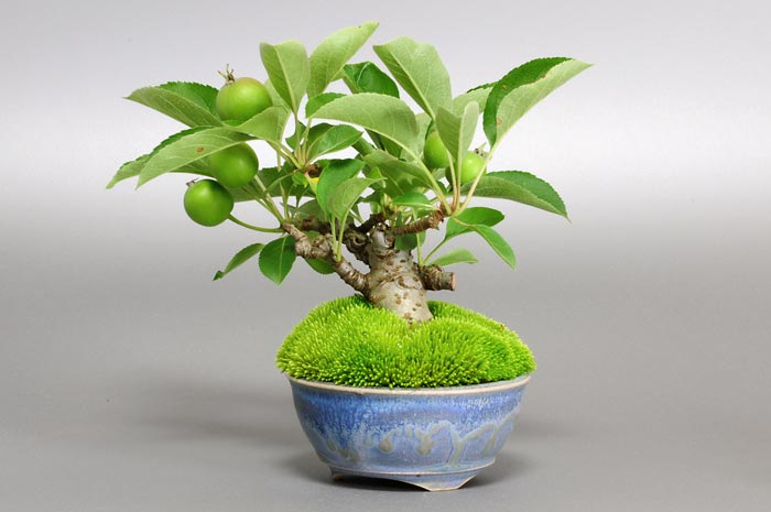 ヒメリンゴQ（ひめりんご・姫林檎）実もの盆栽を右側から見た景色・Malus prunifolia bonsai photo