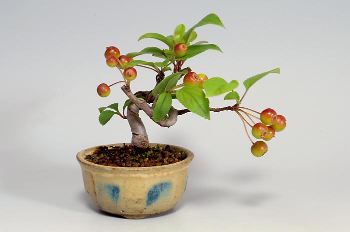 ヒメリンゴT（ひめりんご・姫林檎）実もの盆栽の販売と育て方・作り方・Malus prunifolia bonsai