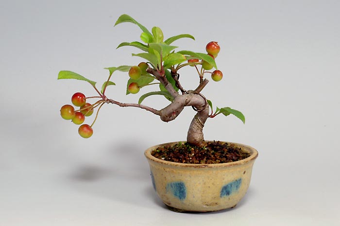 ミニ盆栽・ヒメリンゴT（ひめりんご・姫林檎）実もの盆栽を裏側から見た景色・Malus prunifolia bonsai