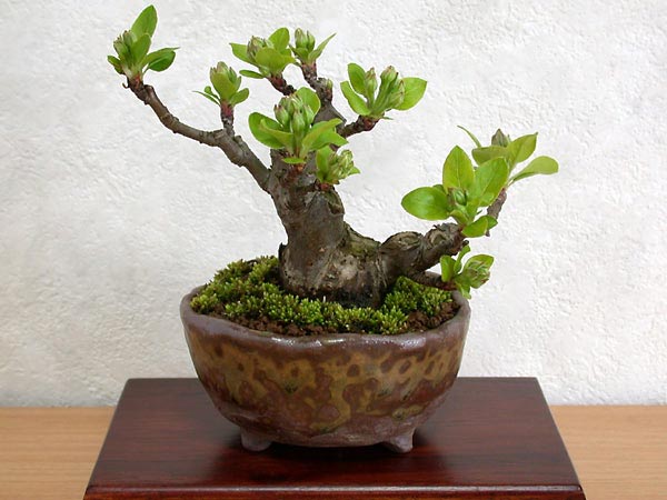 ヒメリンゴ-U-1（ひめりんご・姫林檎）実もの盆栽の販売と育て方・作り方・Malus prunifolia bonsai