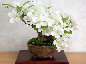 ヒメリンゴ-U（ひめりんご・姫林檎）盆栽の樹作りの参考樹形・Malus prunifolia Best bonsai