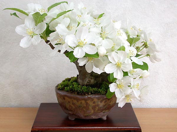 ヒメリンゴ-U（ひめりんご・姫林檎）実もの盆栽の販売と育て方・作り方・Malus prunifolia bonsai