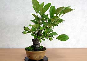 ヒメリンゴW（ひめりんご・姫林檎）実もの盆栽の成長記録-1・Malus prunifolia bonsai