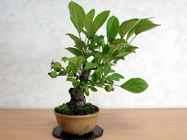 ヒメリンゴW-1（ひめりんご・姫林檎）実もの盆栽の販売と育て方・作り方・Malus prunifolia bonsai