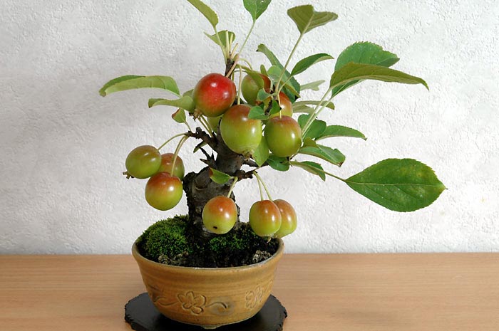 ヒメリンゴW（ひめりんご・姫林檎）実もの盆栽の販売と育て方・作り方・Malus prunifolia bonsai