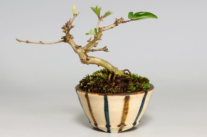 ヒョウタンボク-D-1（ひょうたんぼく・瓢箪木）実もの盆栽の販売と育て方・作り方・Lonicera morrowii bonsai