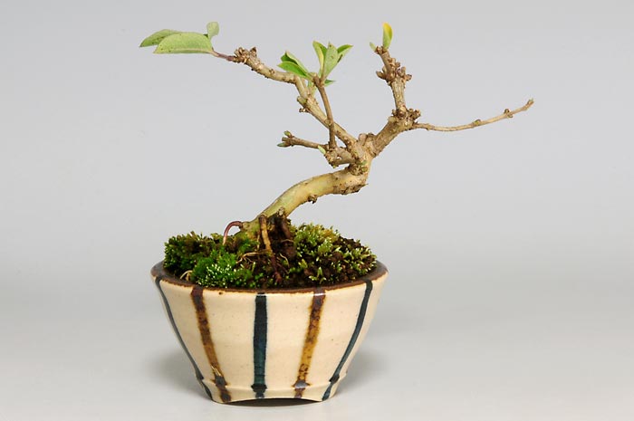ヒョウタンボクD-1（ひょうたんぼく・瓢箪木）実もの盆栽を裏側から見た景色・Lonicera morrowii bonsai