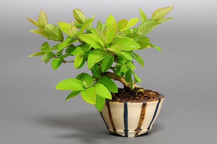 ヒョウタンボク-D-2（ひょうたんぼく・瓢箪木）実もの盆栽の販売と育て方・作り方・Lonicera morrowii bonsai