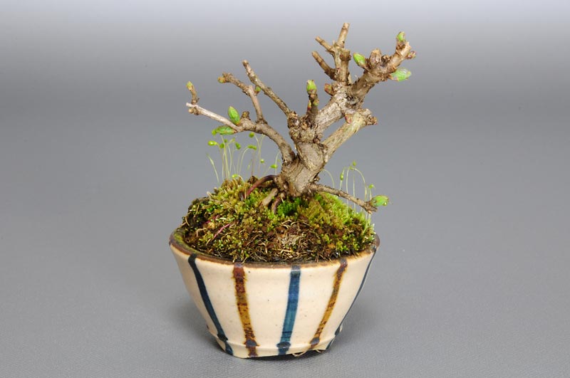 ヒョウタンボク-D（ひょうたんぼく・瓢箪木）実もの盆栽を右側から見た景色・Lonicera morrowii bonsai