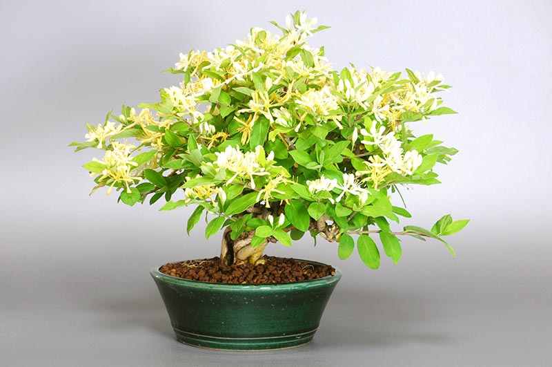 ヒョウタンボクF（ひょうたんぼく・瓢箪木）実もの盆栽の販売と育て方・作り方・Lonicera morrowii bonsai