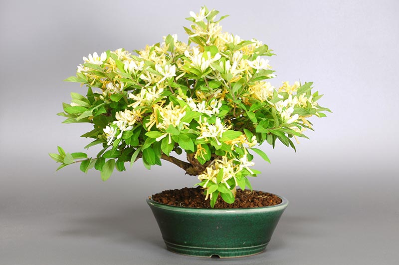 ヒョウタンボクF（ひょうたんぼく・瓢箪木）実もの盆栽を裏側から見た景色・Lonicera morrowii bonsai