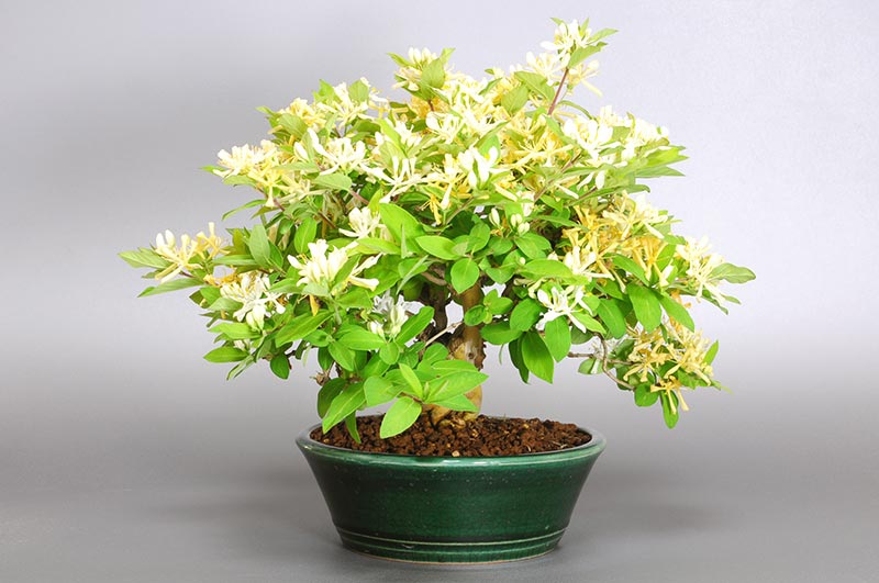 ヒョウタンボクF（ひょうたんぼく・瓢箪木）実もの盆栽を右側から見た景色・Lonicera morrowii bonsai