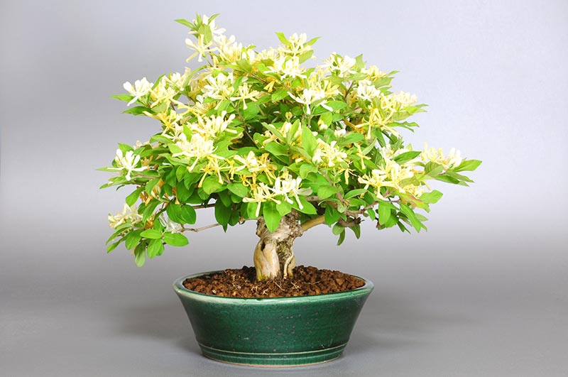 ヒョウタンボクF（ひょうたんぼく・瓢箪木）実もの盆栽を左側から見た景色・Lonicera morrowii bonsai