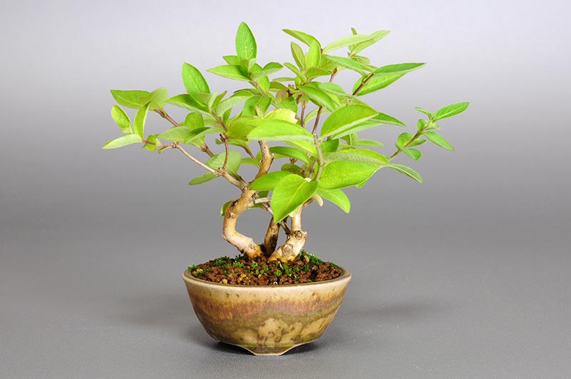 ヒョウタンボクG-1（ひょうたんぼく・瓢箪木）実もの盆栽の販売と育て方・作り方・Lonicera morrowii bonsai