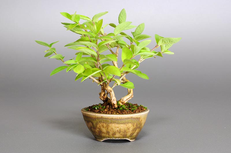 ヒョウタンボクG-1（ひょうたんぼく・瓢箪木）実もの盆栽を裏側から見た景色・Lonicera morrowii bonsai
