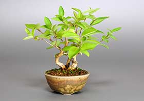 ヒョウタンボクG（ひょうたんぼく・瓢箪木）実もの盆栽の成長記録-1・Lonicera morrowii bonsai
