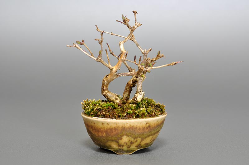 ヒョウタンボクG（ひょうたんぼく・瓢箪木）実もの盆栽の販売と育て方・作り方・Lonicera morrowii bonsai