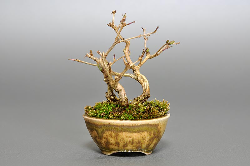 ヒョウタンボクG（ひょうたんぼく・瓢箪木）実もの盆栽を裏側から見た景色・Lonicera morrowii bonsai