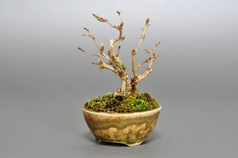 ヒョウタンボクG（ひょうたんぼく・瓢箪木）実もの盆栽を右側から見た景色・Lonicera morrowii bonsai