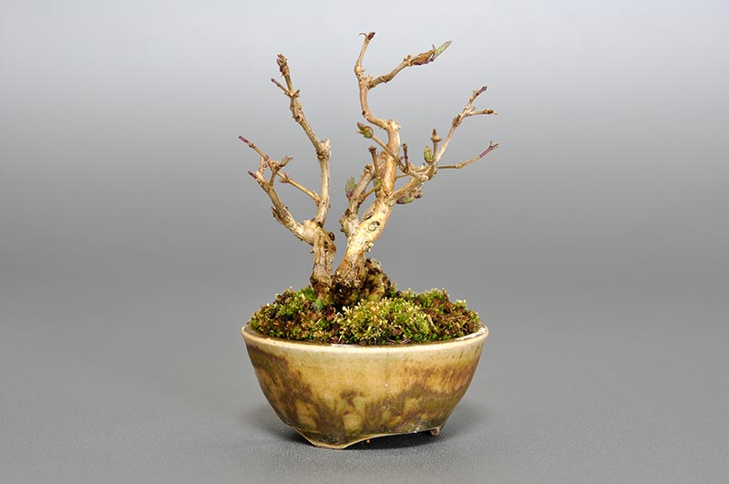 ヒョウタンボクG（ひょうたんぼく・瓢箪木）実もの盆栽を左側から見た景色・Lonicera morrowii bonsai