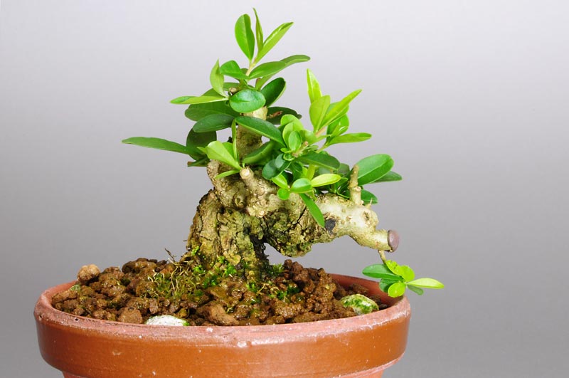 イボタノキ-C1（いぼたのき・水蝋の木）実もの盆栽の販売と育て方・作り方・Ligustrum obtusifolium bonsai