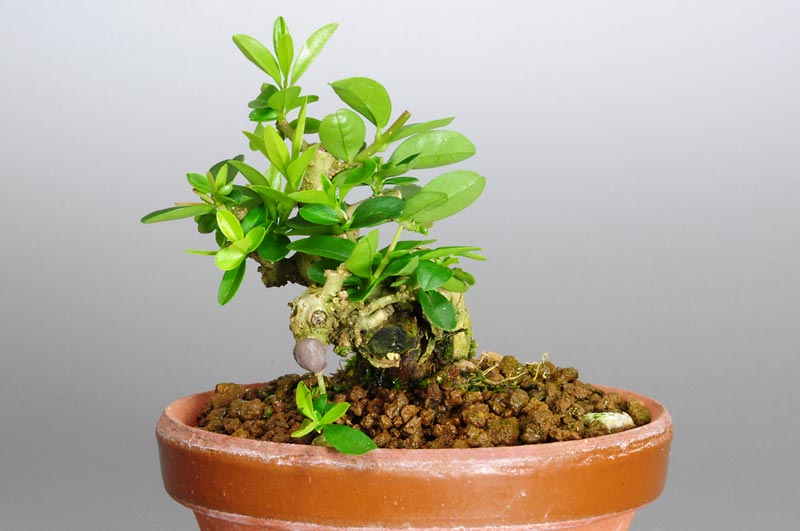 イボタノキ-C1（いぼたのき・水蝋の木）実もの盆栽を右側から見た景色・Ligustrum obtusifolium bonsai