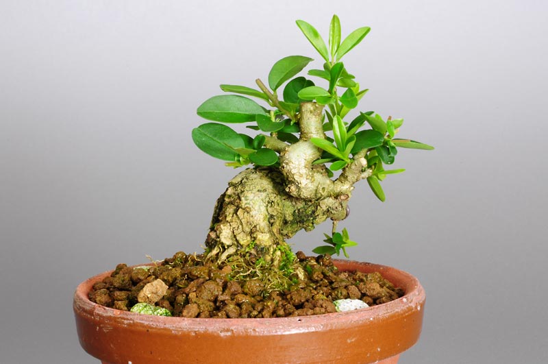 イボタノキ-C1（いぼたのき・水蝋の木）実もの盆栽を左側から見た景色・Ligustrum obtusifolium bonsai