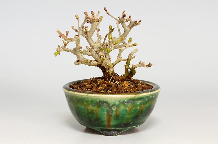 イボタノキ-H（いぼたのき・水蝋の木）実もの盆栽の販売と育て方・作り方・Ligustrum obtusifolium bonsai