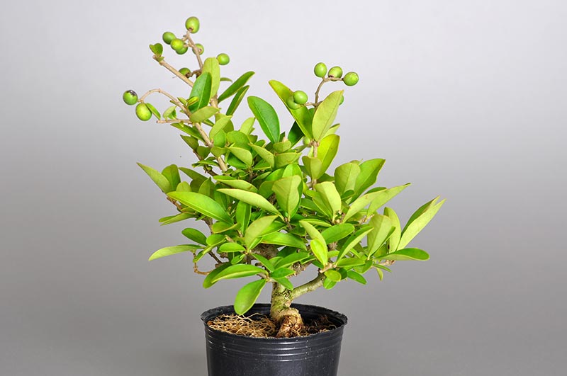 イボタノキ-L1（いぼたのき・水蝋の木）実もの盆栽を右側から見た景色・Ligustrum obtusifolium bonsai