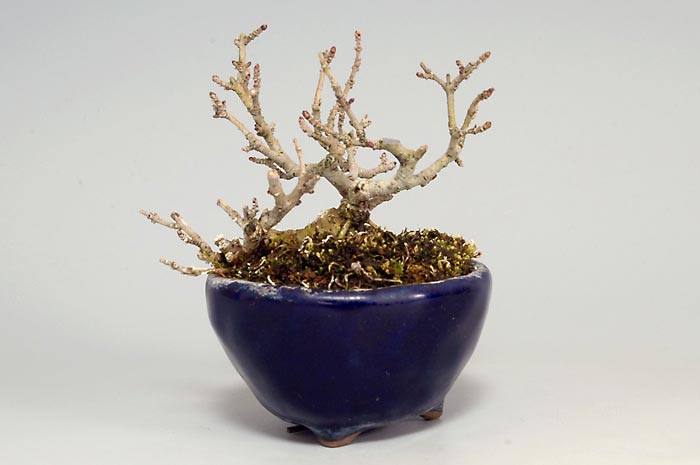 イボタノキM（いぼたのき・水蝋の木）実もの盆栽を裏側から見た景色・Ligustrum obtusifolium bonsai photo