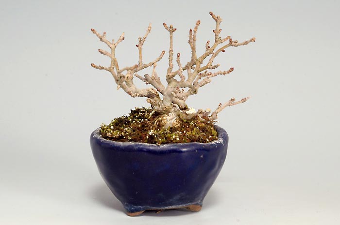 イボタノキM（いぼたのき・水蝋の木）実もの盆栽を左側から見た景色・Ligustrum obtusifolium bonsai photo