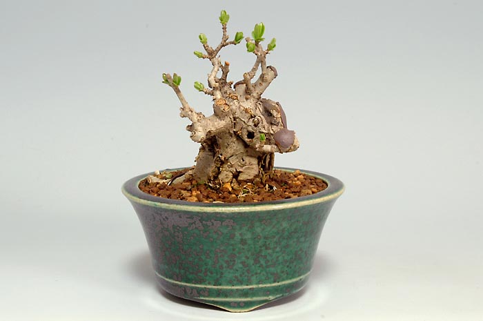イボタノキN-1（いぼたのき・水蝋の木）実もの盆栽の販売と育て方・作り方・Ligustrum obtusifolium bonsai photo