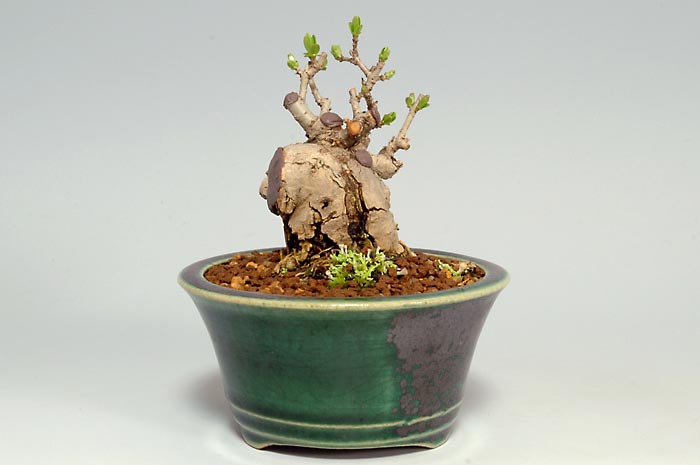 イボタノキN-1（いぼたのき・水蝋の木）実もの盆栽を裏側から見た景色・Ligustrum obtusifolium bonsai photo