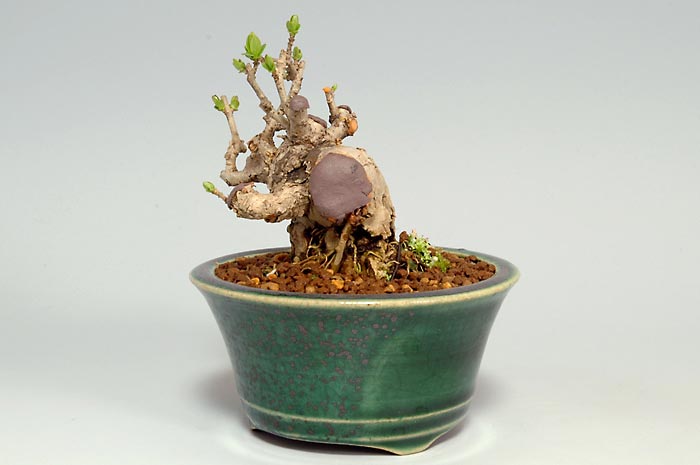 イボタノキN-1（いぼたのき・水蝋の木）実もの盆栽を右側から見た景色・Ligustrum obtusifolium bonsai photo