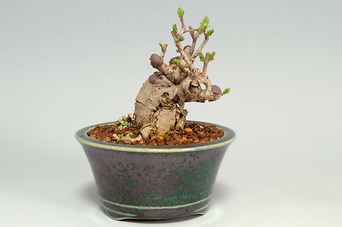 イボタノキN-1（いぼたのき・水蝋の木）実もの盆栽を左側から見た景色・Ligustrum obtusifolium bonsai photo