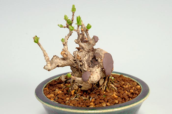 イボタノキN-1（いぼたのき・水蝋の木）実もの盆栽を上側から見た景色・Ligustrum obtusifolium bonsai photo