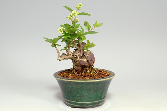 イボタノキN-2（いぼたのき・水蝋の木）実もの盆栽の販売と育て方・作り方・Ligustrum obtusifolium bonsai photo