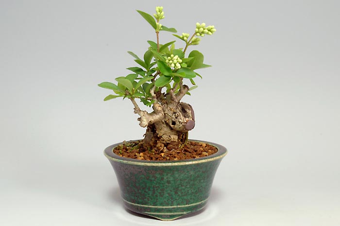 イボタノキN-2（いぼたのき・水蝋の木）実もの盆栽を左側から見た景色・Ligustrum obtusifolium bonsai photo