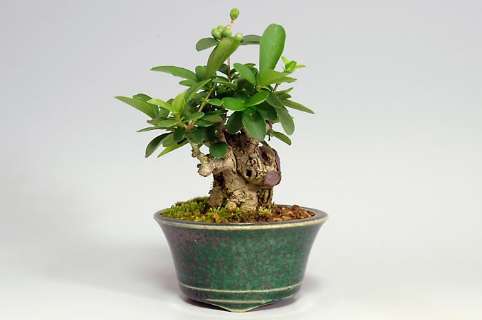 イボタノキN（いぼたのき・水蝋の木）実もの盆栽の販売と育て方・作り方・Ligustrum obtusifolium bonsai photo