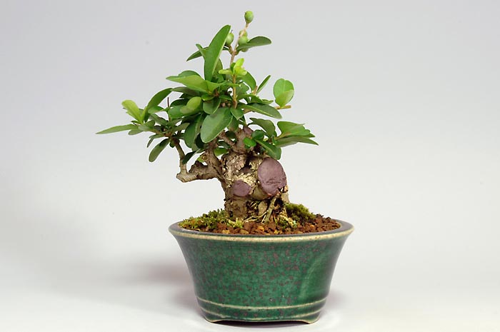 イボタノキN（いぼたのき・水蝋の木）実もの盆栽を右側から見た景色・Ligustrum obtusifolium bonsai photo