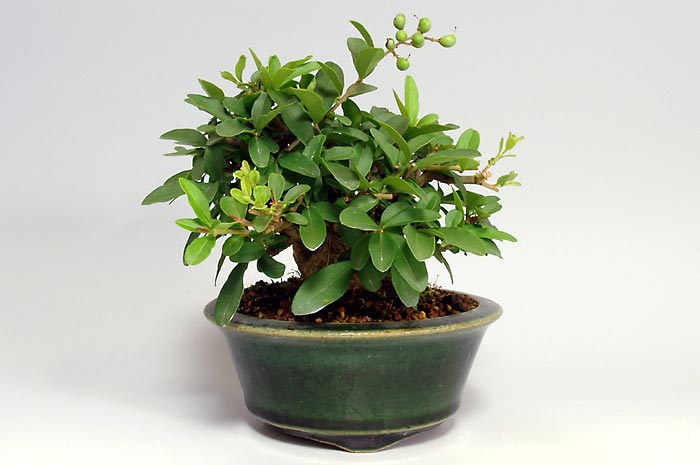 イボタノキP-1（いぼたのき・水蝋の木）実もの盆栽の販売と育て方・作り方・Ligustrum obtusifolium bonsai